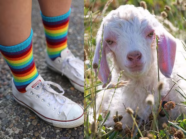 Tất đi cả năm không hôi ảnh 1