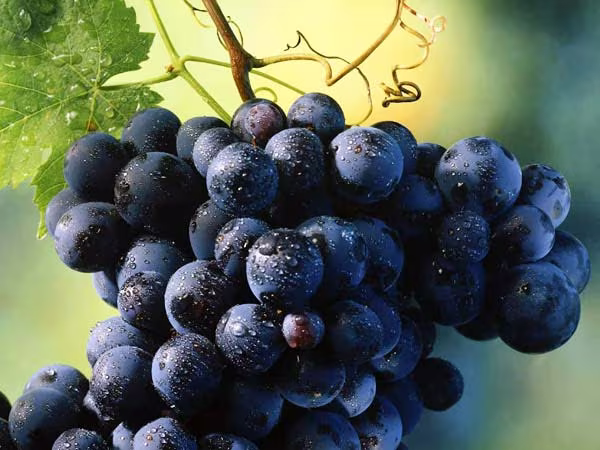 Ảnh minh họa Ảnh minh họa