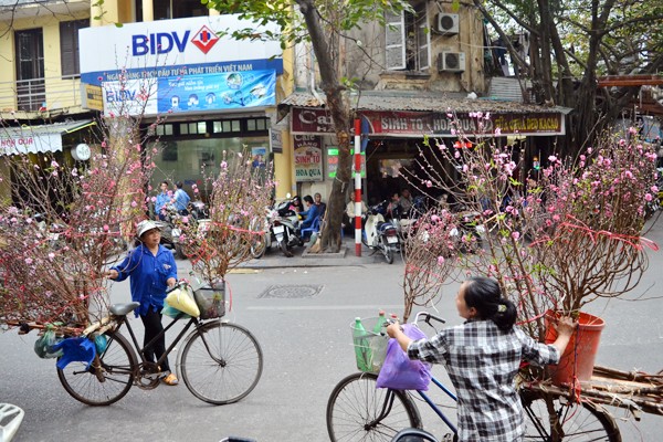Hoa đào mang xuân xuống phố ảnh 1 Hoa đào mang xuân xuống phố ảnh 1