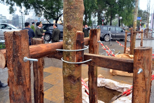 Tổ chức trồng cây vàng tâm trên tuyến phố Nguyễn Chí Thanh ảnh 1 Tổ chức trồng cây vàng tâm trên tuyến phố Nguyễn Chí Thanh ảnh 1
