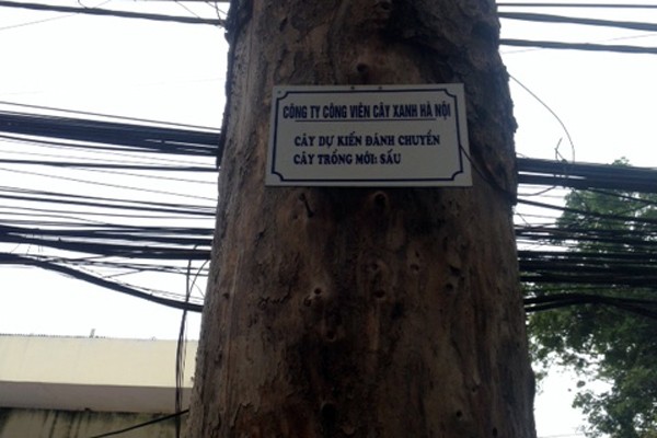 Treo biển, xin ý kiến người dân về việc thay thế cây xanh ảnh 1 Treo biển, xin ý kiến người dân về việc thay thế cây xanh ảnh 1
