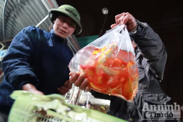 Xem "phương tiện" đặc biệt đưa cá chép xuống sông tiễn ông Táo ảnh 11 Xem "phương tiện" đặc biệt đưa cá chép xuống sông tiễn ông Táo ảnh 11
