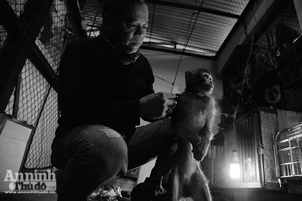 Năm Thân gặp gỡ những chú khỉ mang niềm vui cho mọi người ảnh 1 Năm Thân gặp gỡ những chú khỉ mang niềm vui cho mọi người ảnh 1