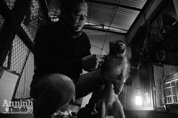 Năm Thân gặp gỡ những chú khỉ mang niềm vui cho mọi người ảnh 1 Năm Thân gặp gỡ những chú khỉ mang niềm vui cho mọi người ảnh 1