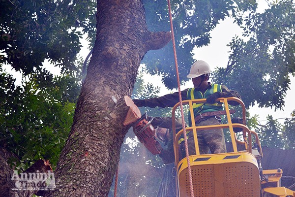 Hà Nội triển khai thiết bị cắt tỉa cây xanh bằng xe tự hành chuyên dụng ảnh 3 Hà Nội triển khai thiết bị cắt tỉa cây xanh bằng xe tự hành chuyên dụng ảnh 3