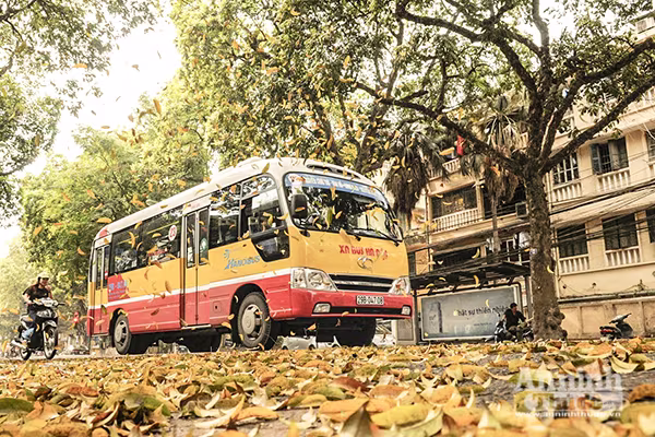 Đẹp ngỡ ngàng những con phố Hà Nội được "nhuộm vàng" ảnh 4 Đẹp ngỡ ngàng những con phố Hà Nội được "nhuộm vàng" ảnh 4