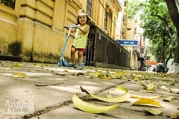 Đẹp ngỡ ngàng những con phố Hà Nội được "nhuộm vàng" ảnh 9 Đẹp ngỡ ngàng những con phố Hà Nội được "nhuộm vàng" ảnh 9