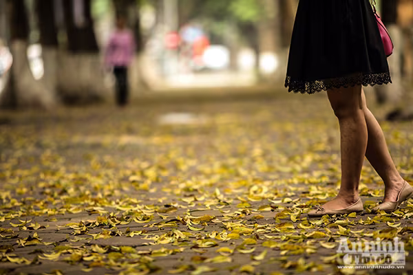 Đẹp ngỡ ngàng những con phố Hà Nội được "nhuộm vàng" ảnh 8 Đẹp ngỡ ngàng những con phố Hà Nội được "nhuộm vàng" ảnh 8