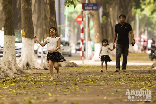 Đẹp ngỡ ngàng những con phố Hà Nội được "nhuộm vàng" ảnh 6 Đẹp ngỡ ngàng những con phố Hà Nội được "nhuộm vàng" ảnh 6
