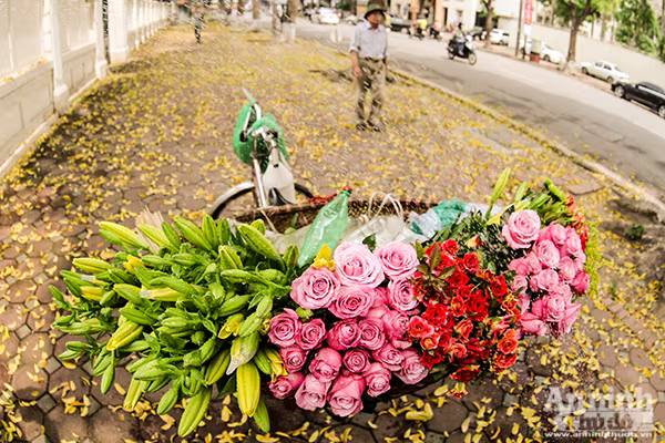 Đẹp ngỡ ngàng những con phố Hà Nội được "nhuộm vàng" ảnh 2 Đẹp ngỡ ngàng những con phố Hà Nội được "nhuộm vàng" ảnh 2