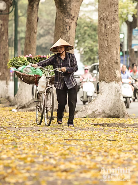 Đẹp ngỡ ngàng những con phố Hà Nội được "nhuộm vàng" ảnh 10 Đẹp ngỡ ngàng những con phố Hà Nội được "nhuộm vàng" ảnh 10