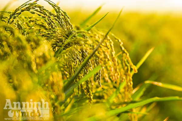 Những cánh đồng tuyệt đẹp của Hà Nội trong ngày mùa bội thu ảnh 2 Những cánh đồng tuyệt đẹp của Hà Nội trong ngày mùa bội thu ảnh 2