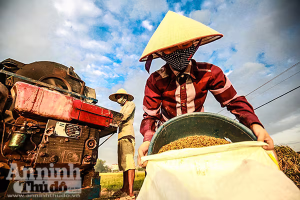 Những cánh đồng tuyệt đẹp của Hà Nội trong ngày mùa bội thu ảnh 5 Những cánh đồng tuyệt đẹp của Hà Nội trong ngày mùa bội thu ảnh 5