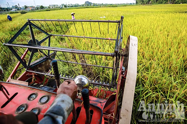 Những cánh đồng tuyệt đẹp của Hà Nội trong ngày mùa bội thu ảnh 3 Những cánh đồng tuyệt đẹp của Hà Nội trong ngày mùa bội thu ảnh 3