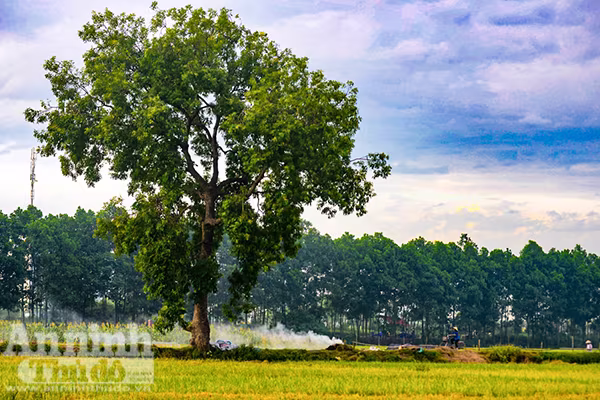 Những cánh đồng tuyệt đẹp của Hà Nội trong ngày mùa bội thu ảnh 7 Những cánh đồng tuyệt đẹp của Hà Nội trong ngày mùa bội thu ảnh 7