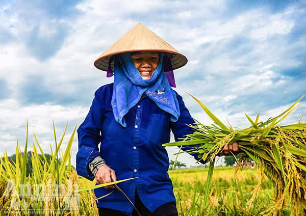 Những cánh đồng tuyệt đẹp của Hà Nội trong ngày mùa bội thu ảnh 4 Những cánh đồng tuyệt đẹp của Hà Nội trong ngày mùa bội thu ảnh 4