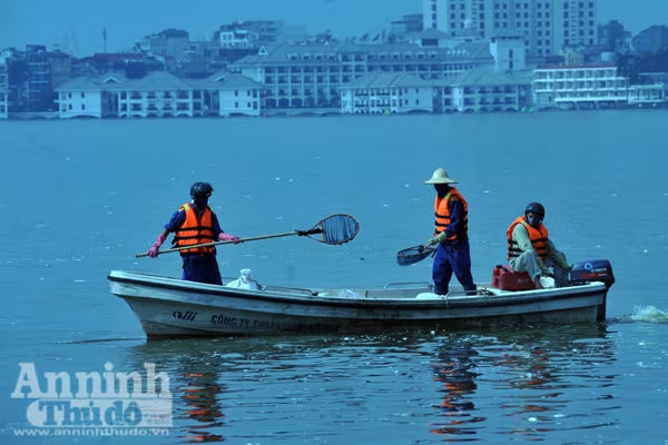 Cá chết hàng loạt ở hồ Tây: Hàng trăm công nhân vớt từ sáng đến chiều chưa hết ảnh 2 Cá chết hàng loạt ở hồ Tây: Hàng trăm công nhân vớt từ sáng đến chiều chưa hết ảnh 2