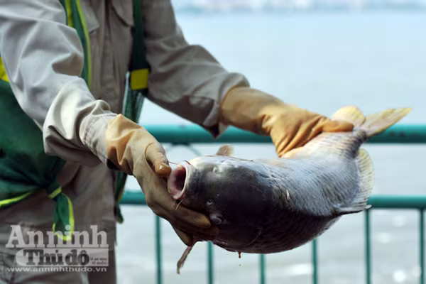 Cá chết hàng loạt ở hồ Tây: Hàng trăm công nhân vớt từ sáng đến chiều chưa hết ảnh 4 Cá chết hàng loạt ở hồ Tây: Hàng trăm công nhân vớt từ sáng đến chiều chưa hết ảnh 4