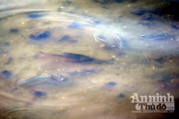 Nỗ lực "giải cứu" hồ Tây: Cá đã bơi trở lại ảnh 6 Nỗ lực "giải cứu" hồ Tây: Cá đã bơi trở lại ảnh 6