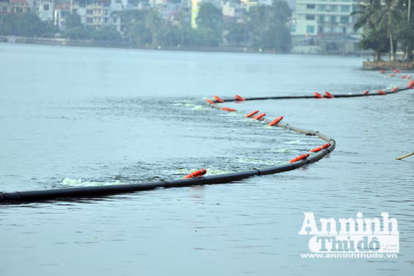 Nỗ lực "giải cứu" hồ Tây: Cá đã bơi trở lại ảnh 4 Nỗ lực "giải cứu" hồ Tây: Cá đã bơi trở lại ảnh 4