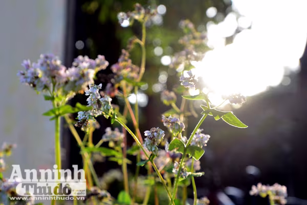 Ấn tượng đôi bạn già tạo dáng 'xì-tin' cùng hoa tam giác mạch bên hồ Gươm ảnh 3 Ấn tượng đôi bạn già tạo dáng 'xì-tin' cùng hoa tam giác mạch bên hồ Gươm ảnh 3