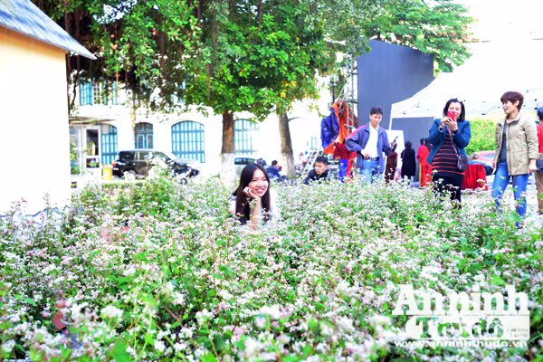 Ấn tượng đôi bạn già tạo dáng 'xì-tin' cùng hoa tam giác mạch bên hồ Gươm ảnh 2 Ấn tượng đôi bạn già tạo dáng 'xì-tin' cùng hoa tam giác mạch bên hồ Gươm ảnh 2