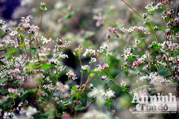 Ấn tượng đôi bạn già tạo dáng 'xì-tin' cùng hoa tam giác mạch bên hồ Gươm ảnh 6 Ấn tượng đôi bạn già tạo dáng 'xì-tin' cùng hoa tam giác mạch bên hồ Gươm ảnh 6