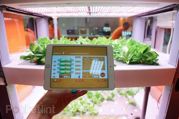 Trồng rau thật bằng iPad ảnh 6 Trồng rau thật bằng iPad ảnh 6