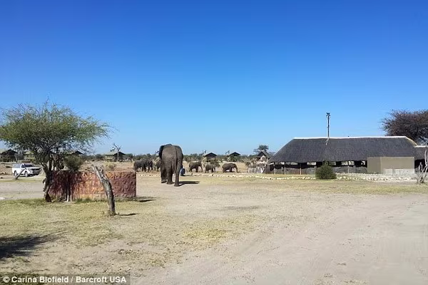 Kỳ lạ những chú voi thích uống nước bồn cầu ảnh 5 Kỳ lạ những chú voi thích uống nước bồn cầu ảnh 5