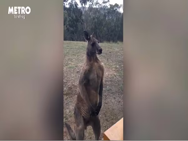Ám ảnh video kangaroo cố gắng gõ cửa ảnh 2 Ám ảnh video kangaroo cố gắng gõ cửa ảnh 2