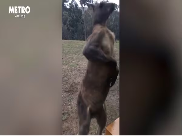 Ám ảnh video kangaroo cố gắng gõ cửa ảnh 4 Ám ảnh video kangaroo cố gắng gõ cửa ảnh 4