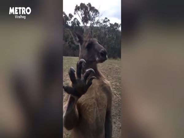 Ám ảnh video kangaroo cố gắng gõ cửa ảnh 3 Ám ảnh video kangaroo cố gắng gõ cửa ảnh 3