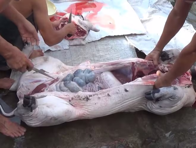 Thời điểm tết và sau tết nguyên đán thường là giai đoạn cao điểm bùng phát số bệnh nhân nhiễm liên cầu khuẩn lợn do tập quán giết mổ lợn dịp đầu năm... Thời điểm tết và sau tết nguyên đán thường là giai đoạn cao điểm bùng phát số bệnh nhân nhiễm liên cầu khuẩn lợn do tập quán giết mổ lợn dịp đầu năm...