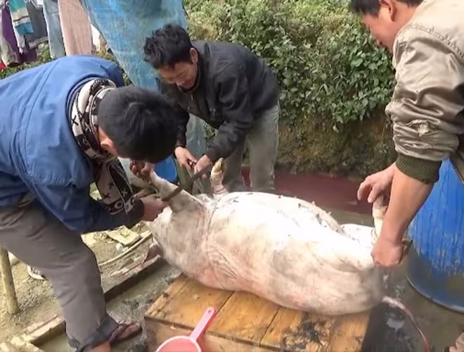 Thói quen giết mổ lợn tự phát là một trong những nguyên nhân gây ra bệnh nhiễm liên cầu khuẩn lợn Thói quen giết mổ lợn tự phát là một trong những nguyên nhân gây ra bệnh nhiễm liên cầu khuẩn lợn