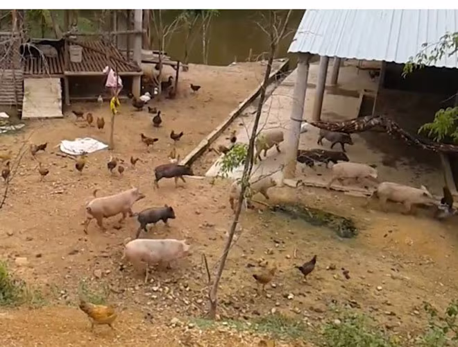 Việc chăn nuôi hộ gia đình, không được kiểm dịch cũng khiến dịch bệnh có thể lây lan nhanh chóng Việc chăn nuôi hộ gia đình, không được kiểm dịch cũng khiến dịch bệnh có thể lây lan nhanh chóng