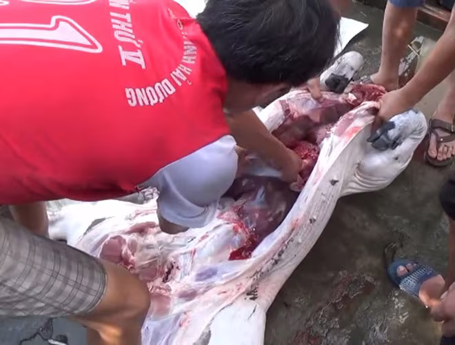 Đặc biệt vào những dịp lễ, tết, hội hè thì việc giết mổ lợn tăng cao, do vậy khả năng gia tăng bệnh nhân nhiễm liên cầu khuẩn lợn cũng cao hơn Đặc biệt vào những dịp lễ, tết, hội hè thì việc giết mổ lợn tăng cao, do vậy khả năng gia tăng bệnh nhân nhiễm liên cầu khuẩn lợn cũng cao hơn