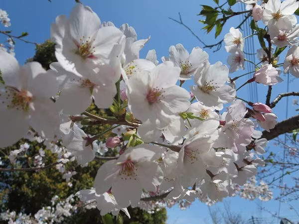 Mãn nhãn ngắm hoa anh đào nở rực rỡ trên đất nước Nhật Bản   ảnh 14 Mãn nhãn ngắm hoa anh đào nở rực rỡ trên đất nước Nhật Bản   ảnh 14