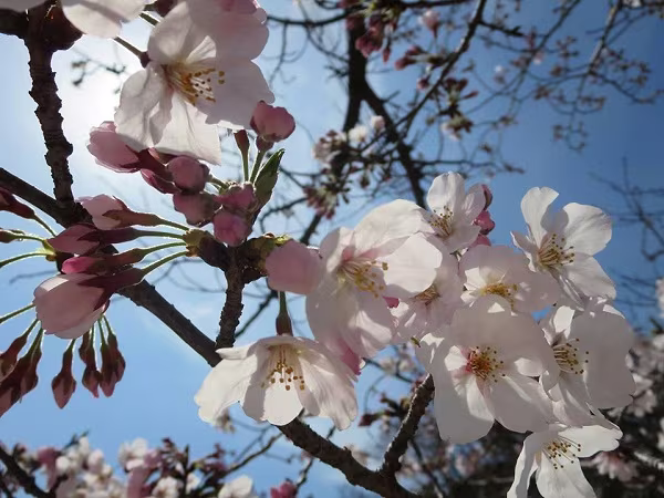 Mãn nhãn ngắm hoa anh đào nở rực rỡ trên đất nước Nhật Bản   ảnh 10 Mãn nhãn ngắm hoa anh đào nở rực rỡ trên đất nước Nhật Bản   ảnh 10