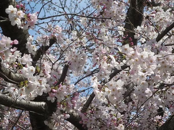 Mãn nhãn ngắm hoa anh đào nở rực rỡ trên đất nước Nhật Bản   ảnh 8 Mãn nhãn ngắm hoa anh đào nở rực rỡ trên đất nước Nhật Bản   ảnh 8