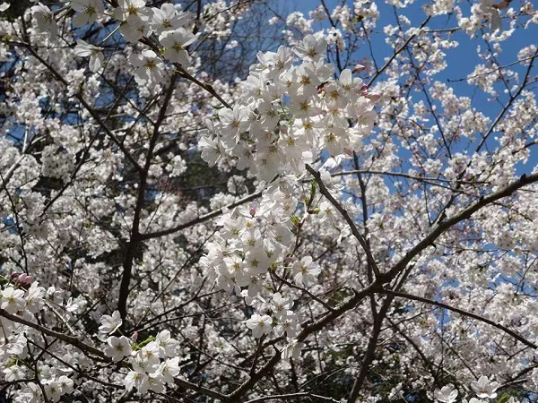 Mãn nhãn ngắm hoa anh đào nở rực rỡ trên đất nước Nhật Bản   ảnh 7 Mãn nhãn ngắm hoa anh đào nở rực rỡ trên đất nước Nhật Bản   ảnh 7