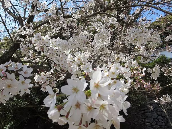 Mãn nhãn ngắm hoa anh đào nở rực rỡ trên đất nước Nhật Bản   ảnh 6 Mãn nhãn ngắm hoa anh đào nở rực rỡ trên đất nước Nhật Bản   ảnh 6
