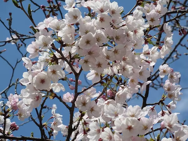 Mãn nhãn ngắm hoa anh đào nở rực rỡ trên đất nước Nhật Bản   ảnh 9 Mãn nhãn ngắm hoa anh đào nở rực rỡ trên đất nước Nhật Bản   ảnh 9