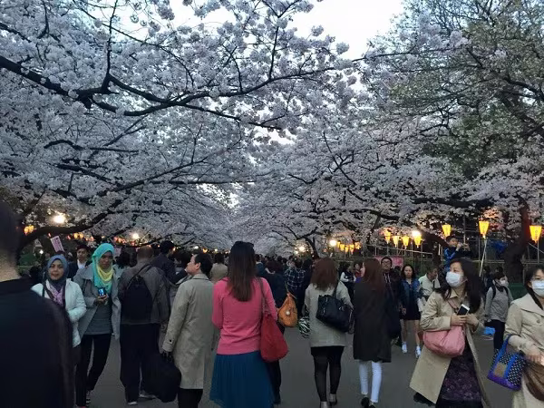 Mãn nhãn ngắm hoa anh đào nở rực rỡ trên đất nước Nhật Bản   ảnh 1 Mãn nhãn ngắm hoa anh đào nở rực rỡ trên đất nước Nhật Bản   ảnh 1