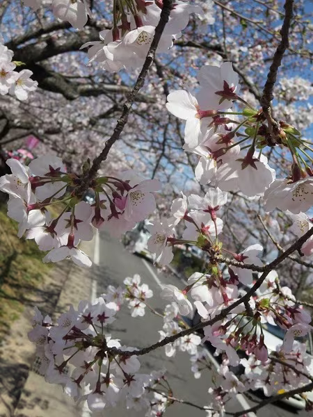 Mãn nhãn ngắm hoa anh đào nở rực rỡ trên đất nước Nhật Bản   ảnh 12 Mãn nhãn ngắm hoa anh đào nở rực rỡ trên đất nước Nhật Bản   ảnh 12
