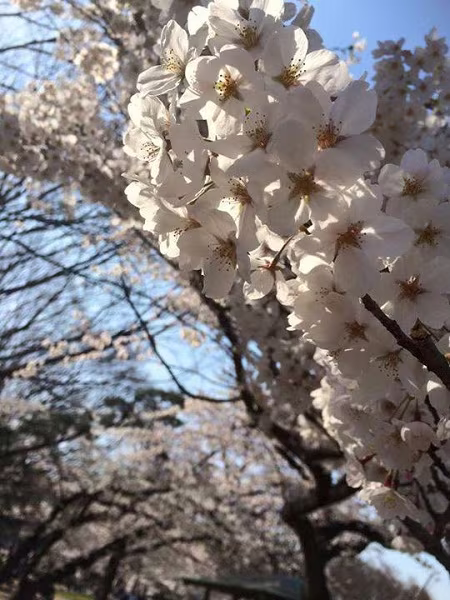 Mãn nhãn ngắm hoa anh đào nở rực rỡ trên đất nước Nhật Bản   ảnh 11 Mãn nhãn ngắm hoa anh đào nở rực rỡ trên đất nước Nhật Bản   ảnh 11