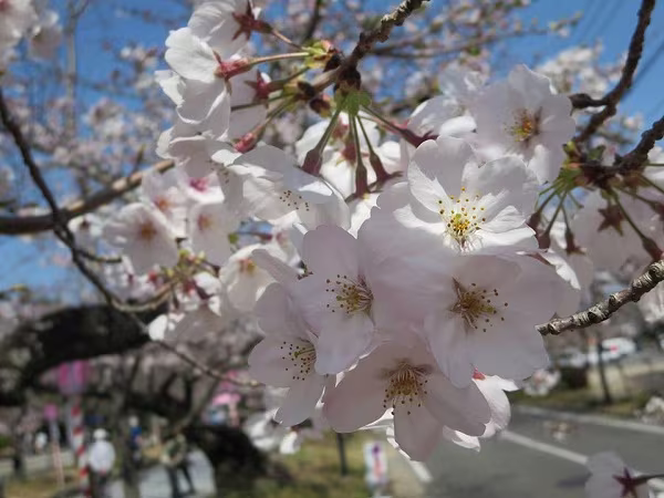 Mãn nhãn ngắm hoa anh đào nở rực rỡ trên đất nước Nhật Bản   ảnh 13 Mãn nhãn ngắm hoa anh đào nở rực rỡ trên đất nước Nhật Bản   ảnh 13