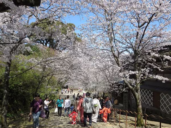 Mãn nhãn ngắm hoa anh đào nở rực rỡ trên đất nước Nhật Bản   ảnh 2 Mãn nhãn ngắm hoa anh đào nở rực rỡ trên đất nước Nhật Bản   ảnh 2