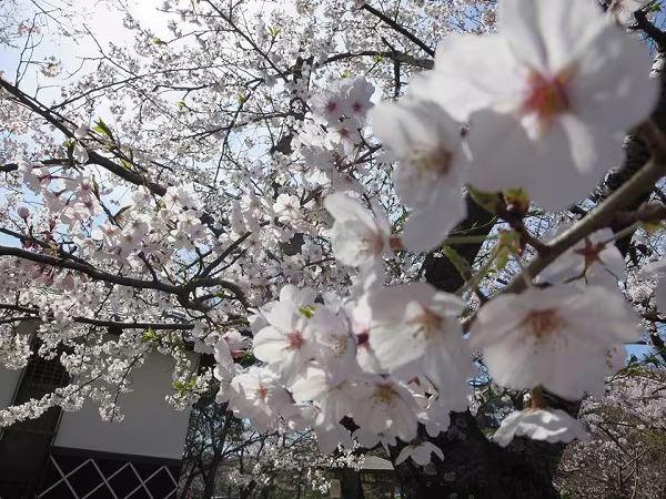 Mãn nhãn ngắm hoa anh đào nở rực rỡ trên đất nước Nhật Bản   ảnh 5 Mãn nhãn ngắm hoa anh đào nở rực rỡ trên đất nước Nhật Bản   ảnh 5