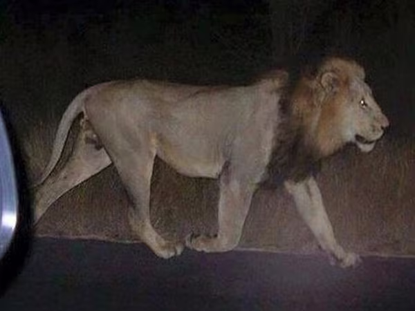 Sau lũ lụt, hổ, báo, sư tử, cá sấu... tràn xuống đường phố ảnh 2