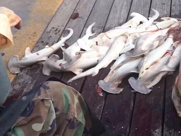 Mổ bụng cá mập mẹ, moi được 34 cá con đã chết ảnh 3